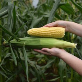 Sweet Corn Summer Celebration F1 Seed A20221878