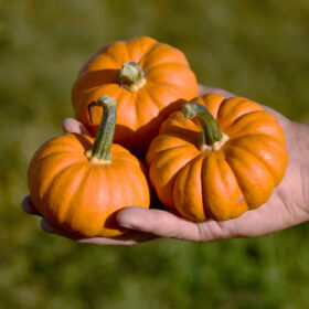 Pumpkin Pixie F1 Seed A20221987