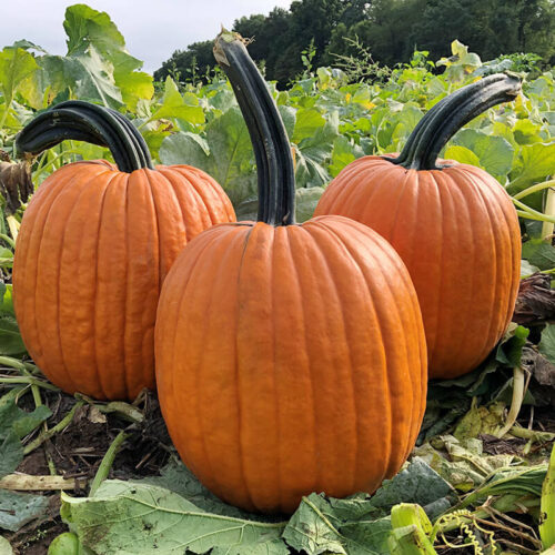 Pumpkin Adonis F1 Seed A20221635