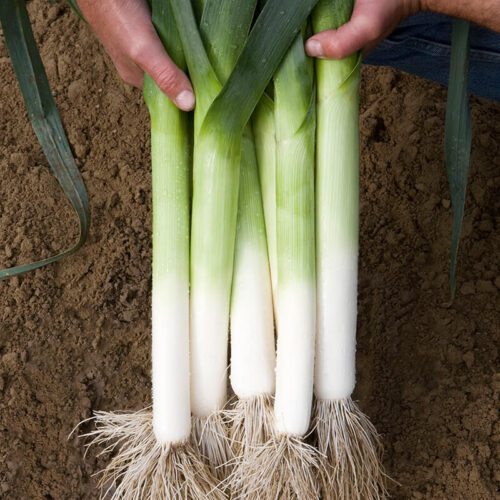 Leek Rally F1 Organic Seed A20221403