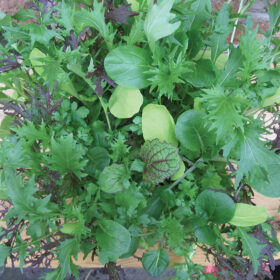 Greens - Bright and Spicy Mix Seed A20221308