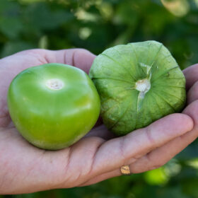 Tomatillo Siqueiros F1 Seed A20221769