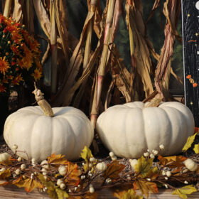 Pumpkin Moonstacker F1 Seed A20222000