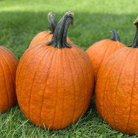 Pumpkin Justify F1 Seed A20221961