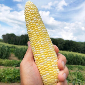 Sweet Corn Evolution F1 Seed A20221154