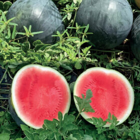 Watermelon Dark Knight F1 Seed A20221826