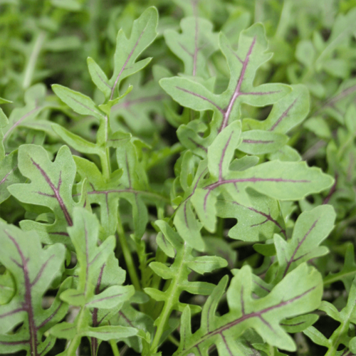 Arugula Dragon's Fire Seed A20221004