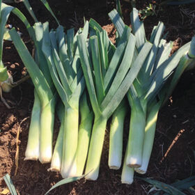 Leek Chinook F1 Organic Seed A20221399