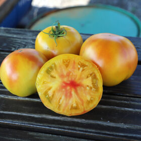 Tomato Mai Tai F1 Organic Seed A20221803