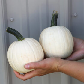 Pumpkin Snowdrop FarMore F1 Seed A20222025