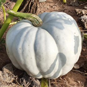 Pumpkin Blue Ice F1 Seed A20221646