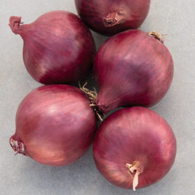 Onion Red Carpet F1 Organic Seed A20221521