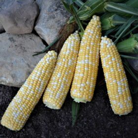 Sweet Corn Bolt XR F1 Seed A20221167