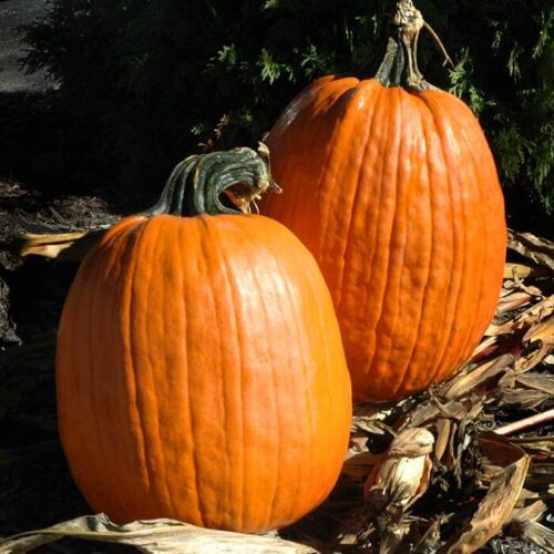 Pumpkin Captain Jack F1 Seed A20221648