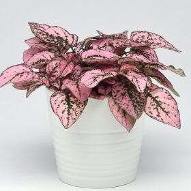 Hypoestes Splash Select Pink Seed A20222416