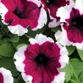Petunia Dreams Picotee Burgundy F1 Seed A20222652