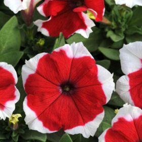 Petunia Dreams Picotee Red F1 Seed A20222653