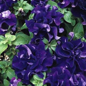 Petunia Double Cascade Blue F1 Seed A20222643