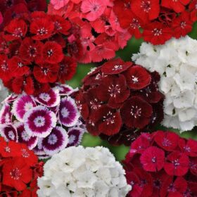 Dianthus Sweet Mix F1 Seed A20222332