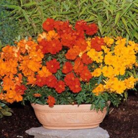 Cosmos Cosmic Mix Seed A20222297