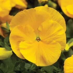 Pansy Delta Premium Pure Golden Yellow F1 Seed A20222617