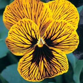 Viola Angel Tiger Eye Yellow F1 Seed A20222890