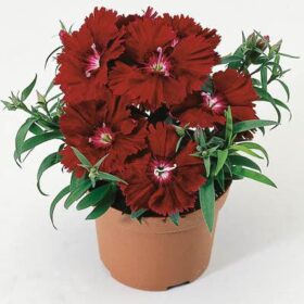 Dianthus Diana Crimson F1 Seed A20222323