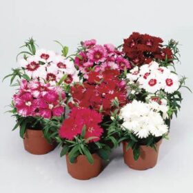 Dianthus Diana Mix F1 Seed A20222327
