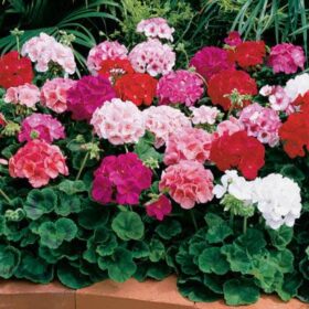 Geranium Maverick Mix F1 Seed A20222367