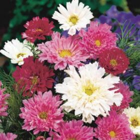 Cosmos Double Click Extra Mix Seed A20222299