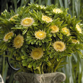 Aster Hulk Seed for Sale A20222166