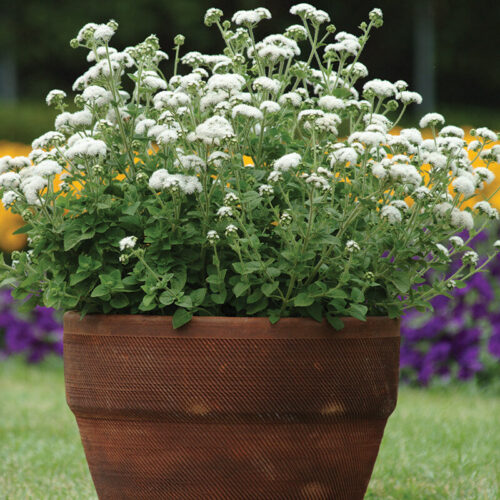Ageratum High Tide White F1 Seed A20222133