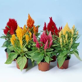 Celosia Ice Cream Mix Seed A20222251