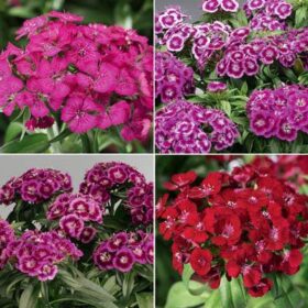 Dianthus Barbarini Mix F1 Seed A20222321