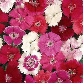 Dianthus Ideal Select Mix F1 Seed A20222328