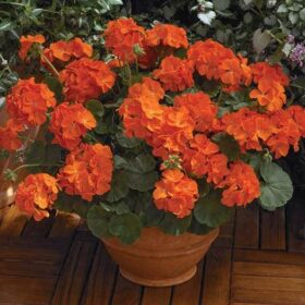 Geranium Maverick Orange F1 Seed A20222368