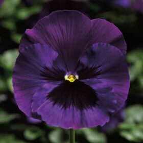 Pansy Delta Premium Neon Violet F1 Seed A20222606