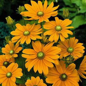 Rudbeckia Black Eyed Susa Irish Spring Seed A20222702
