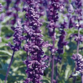 Salvia Evolution Violet Seed A20222705