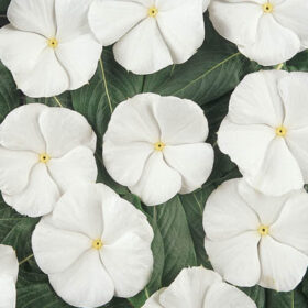 Vinca Pacifica XP Pure White Seed A20222870