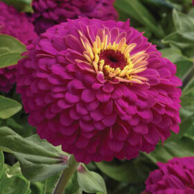 Zinnia Uproar Rose F1 Seed A20223077