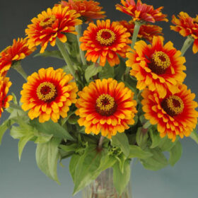 Zinnia Zowie Yellow Flame F1 Seed A20223088