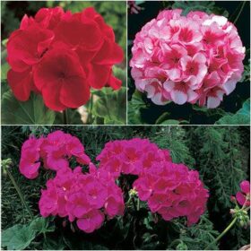 Geranium Maverick Collection F1 Seed A20222366