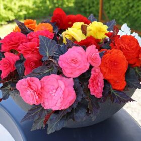 Begonia Nonstop Mocca Mix F1 Seed A20222203