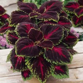 Coleus Kong Red Seed A20222286
