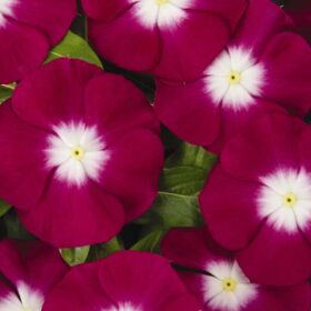 Vinca Pacifica XP Halo Burgundy Seed A20222867