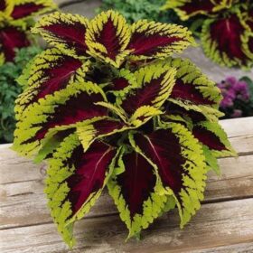 Coleus Kong Rose Seed A20222287