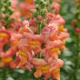 Snapdragon Potomac Orange F1 Seed A20222740