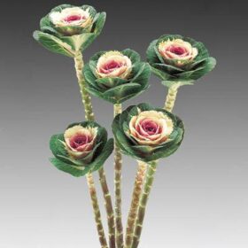 Ornamental Kale Crane Bicolor F1 Seed A20222473