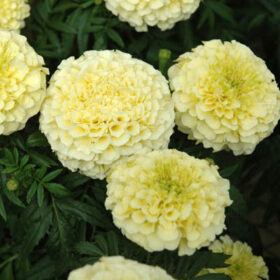 Marigold Vanilla F1 Seed A20222955